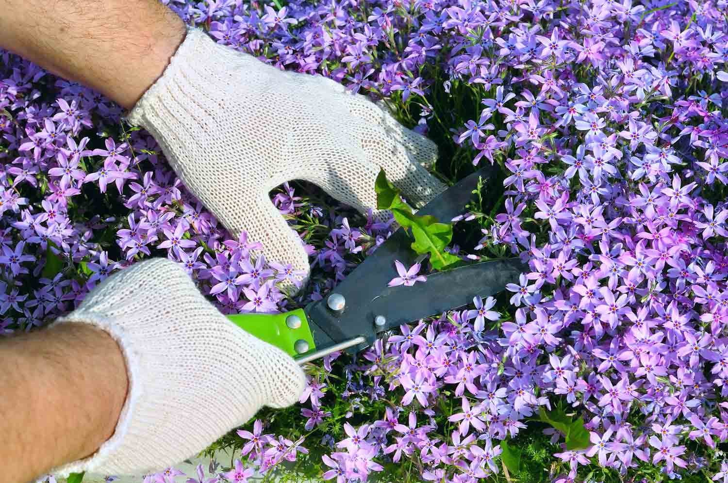 Flower Bed Weed Control