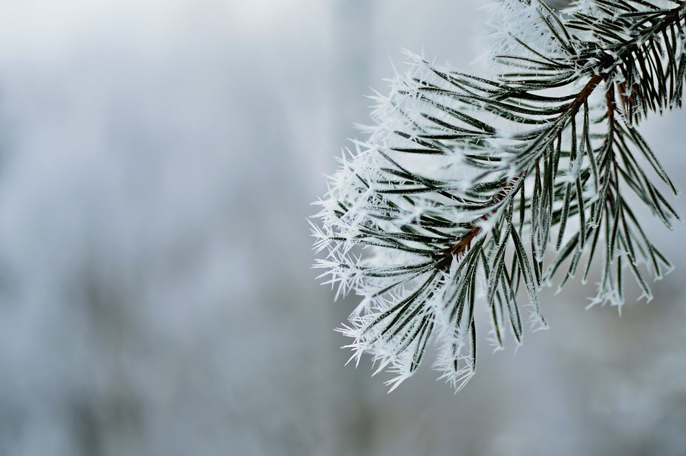 Freezing Weather? Protect Your Plants OGM