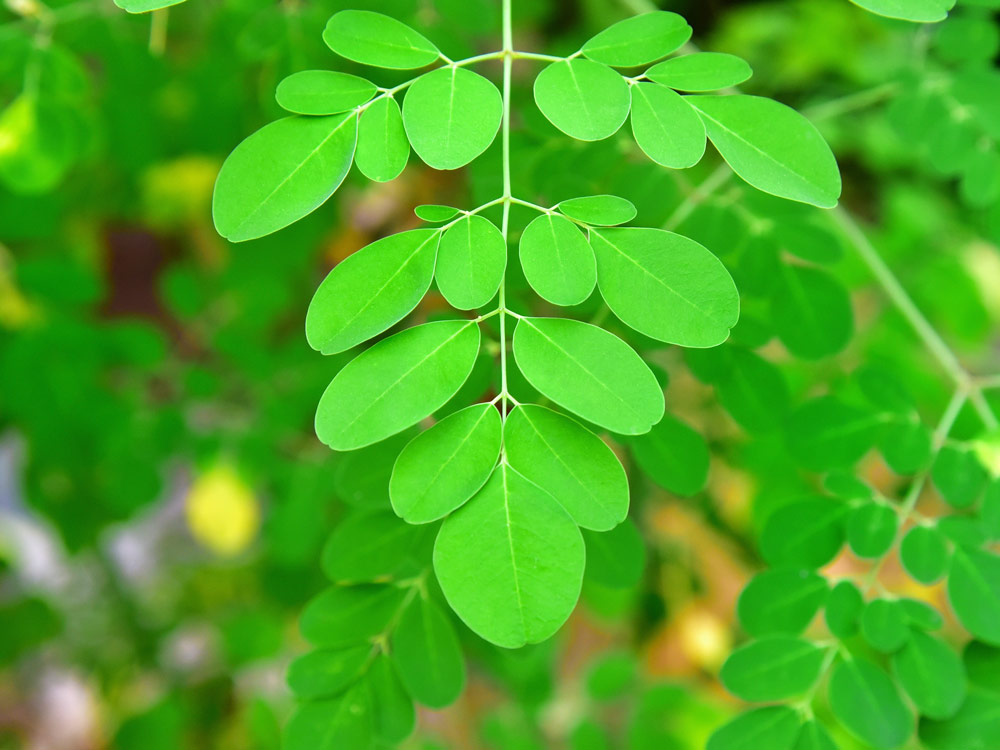 Plant a Miracle Moringa Tree 