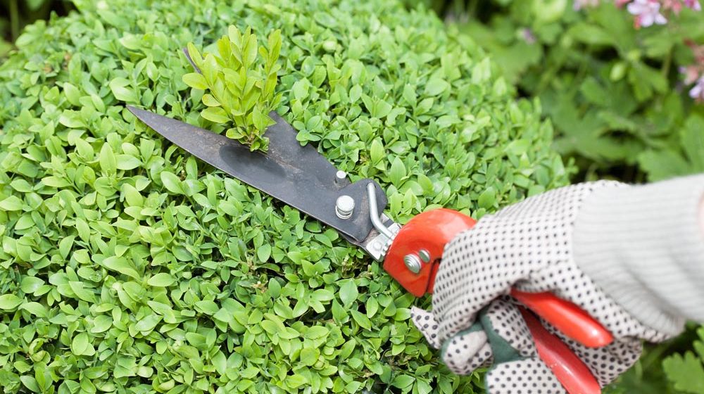 What Plants Make Good Hedges In Florida / 15 Best Plants For Hedges In