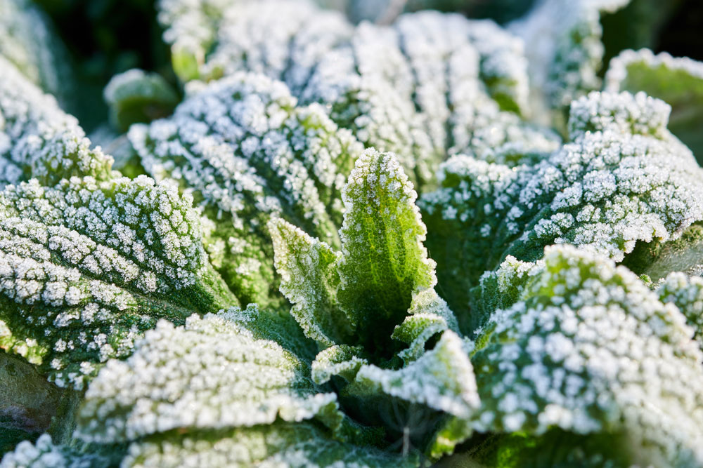Protect Plants from Freezing Temperatures OGM